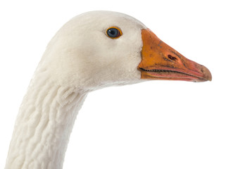 white goose (Anser anser domesticus) isolated on a white background