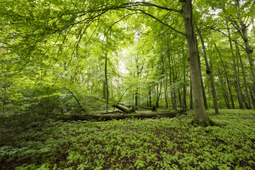 Laubwald, Müritz-Nationalpark, Mecklenburgische Seenplatte, Mecklenburg-Vorpommern, Deutschland