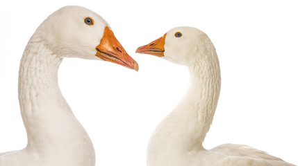 white goose (Anser anser domesticus) isolated on a white background