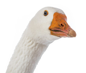 white goose (Anser anser domesticus) isolated on a white background