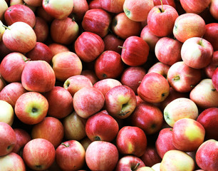 red apples just picked ready to be eaten