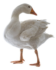 white goose (Anser anser domesticus) isolated on a white background