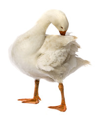 white goose (Anser anser domesticus) isolated on a white background