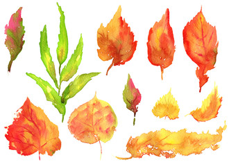 Collection of hand drawing watercolor yellow autumn birch leaves