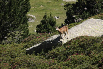 Naklejka na ściany i meble Mouflon in Pyrenees
