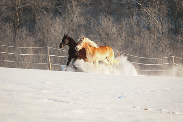 pferde im trab bewegung auf der weide im schnee am morgen