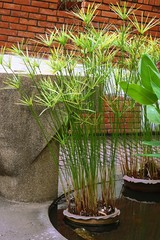 papyrus green plant