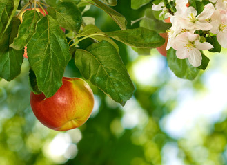 apple trees in the garden