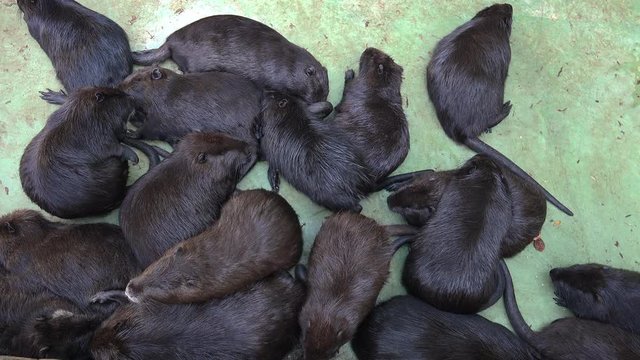 Otters playing and swimming in a pond water, real time, 4k, ultra hd