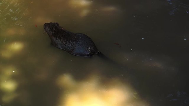 Otters playing and swimming in a pond water, real time, 4k, ultra hd