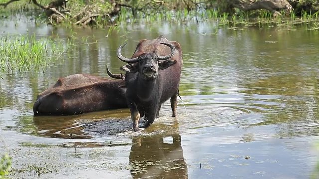 Two Water buffaloes (Bubalus arnee) stand up and walk away looking on camera