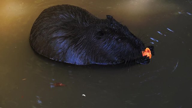 Otters playing and swimming in a pond water, real time, 4k, ultra hd