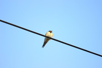 Swallow on wire