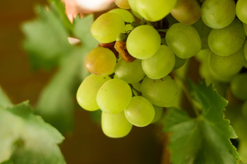 Primer plano de unas uvas en su racimo con hojas de pámpana 