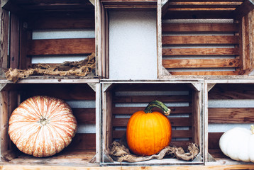 Autumn still life with organic pumpkins.