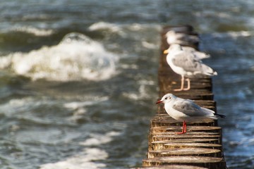 Seagull sitting on a wooden stake in the sea. Birds on the Baltic Sea coast. Rest on the breakwater.
