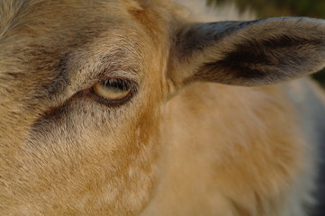 Schafauge