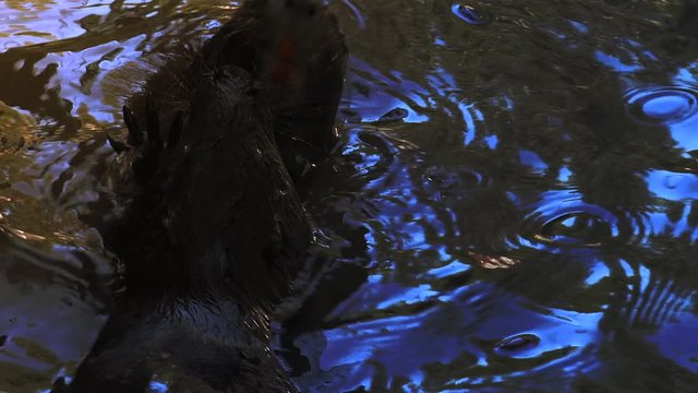 Otters playing and swimming in a pond water, real time, 4k, ultra hd