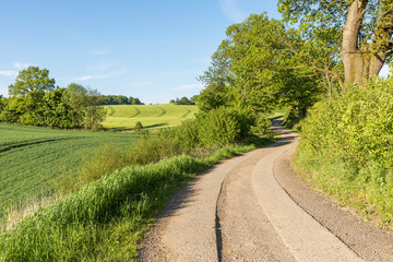 Fototapeta na wymiar Feldweg durch Landschaft mit Weizen- und Gerstenfeldern, Bäumen und Wallhecken (Knicks) in der Holsteinischen Schweiz in Schleswig-Holstein