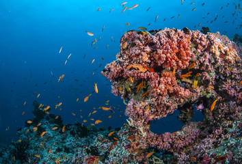 Colourful soft corals cover an archway, Maldives.