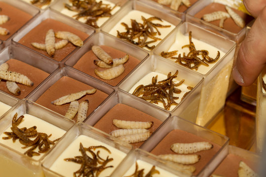 Entomophagy, Eating Insects