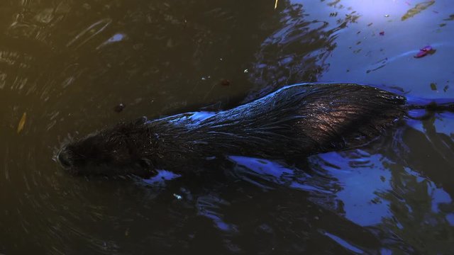 Otters playing and swimming in a pond water, real time, 4k, ultra hd