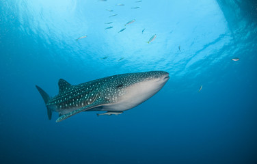 Naklejka premium Whale shark, Cenderawasih bay, West Papua, Indonesia.