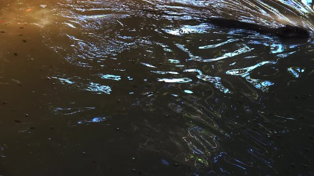 Otters playing and swimming in a pond water, real time, 4k, ultra hd