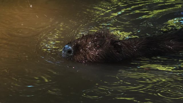 Otters playing and swimming in a pond water, real time, 4k, ultra hd