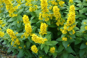 Lysimachia in full bloom in mid june
