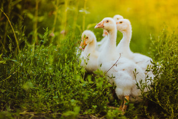 Five young goose together sit in the grass