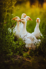 Five young goose together sit in the grass