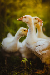 Five young goose together sit in the grass