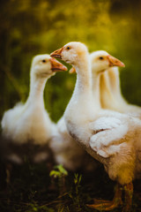 Five young goose together sit in the grass