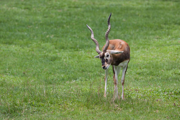 Deer in the green pasture