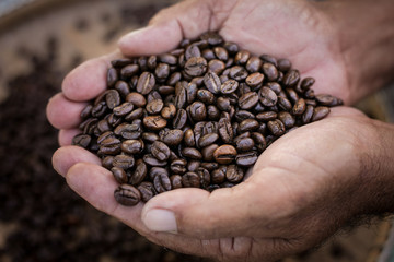 roasted coffee beans in hand, can be used as a background