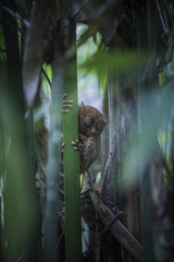 tarsier