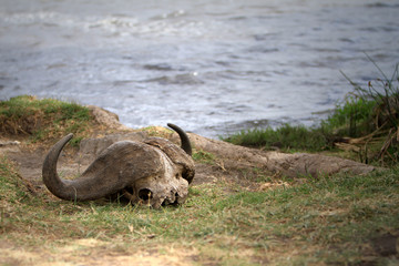 bison skull