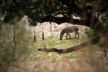 Tanzanian zebra