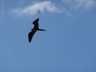 Fregattvogel in freier Wildbahn