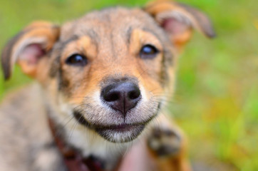 Portrait of a smiling dog. Funny smiling dog face close-up. Happy dog
