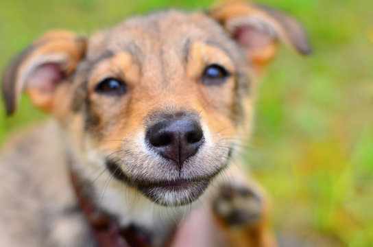 Portrait of a smiling dog. Funny smiling dog face close-up. Happy dog