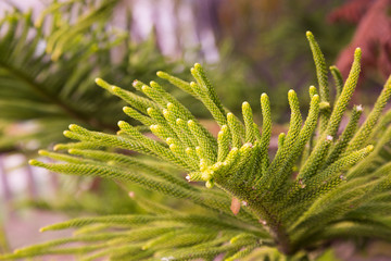 evergreen araucaria heterophylla