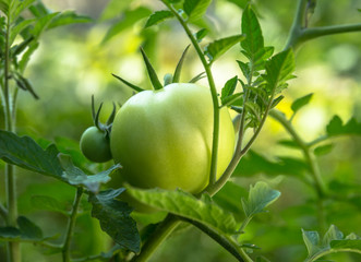 Tomate