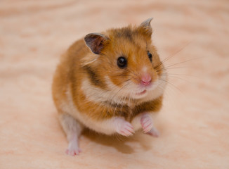 Funny Syrian hamster sitting on its hind legs (on a light beige background), selective focus on the hamster eyes