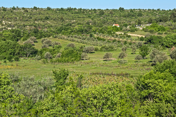 Fototapeta na wymiar View at valley with olive trees, Dalmatia landscape