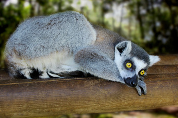 Fototapeta premium lemur laying on the wood in the jungle