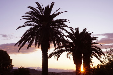 Fototapeta na wymiar Sunrise over palm trees
