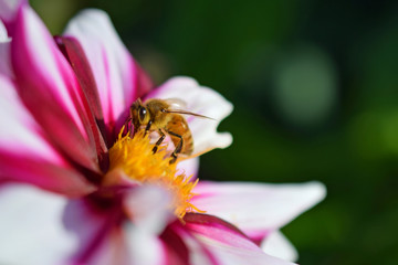 Obraz na płótnie Canvas Honey bee (Apis mellifera) on white red dahlia. Horizontal image with room for text.