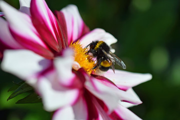 Bumblebee (Bombus lucorum) on red and white dahlia.